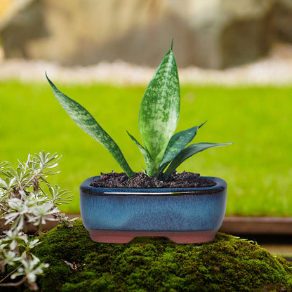 Rectangular Purple Clay Flower Pot with Drainage Hole